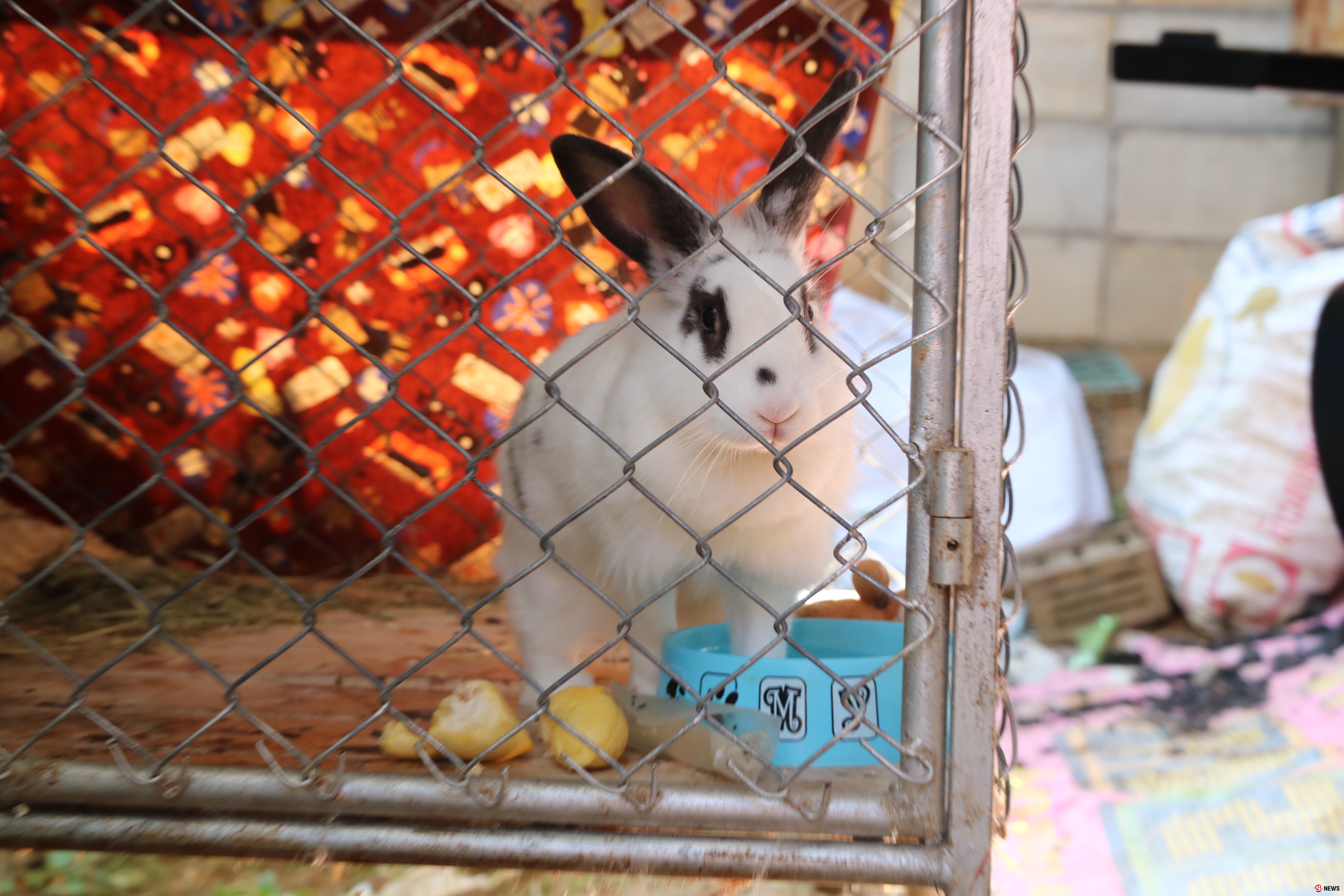 สุดแปลก! กระต่ายเมืองลับแล ชอบกินทุเรียนหลงลับแล ข้าวแคบ เจ้าของบอก ขอกินทุกวัน