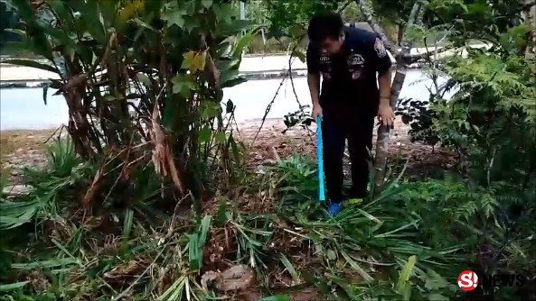 จับ “งูหลามปากเป็ด” ซุกใต้ต้นใบเตย ไม่มีพิษ-เป็นสัตว์ป่าคุ้มครองฯ