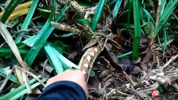 จับ “งูหลามปากเป็ด” ซุกใต้ต้นใบเตย ไม่มีพิษ-เป็นสัตว์ป่าคุ้มครองฯ