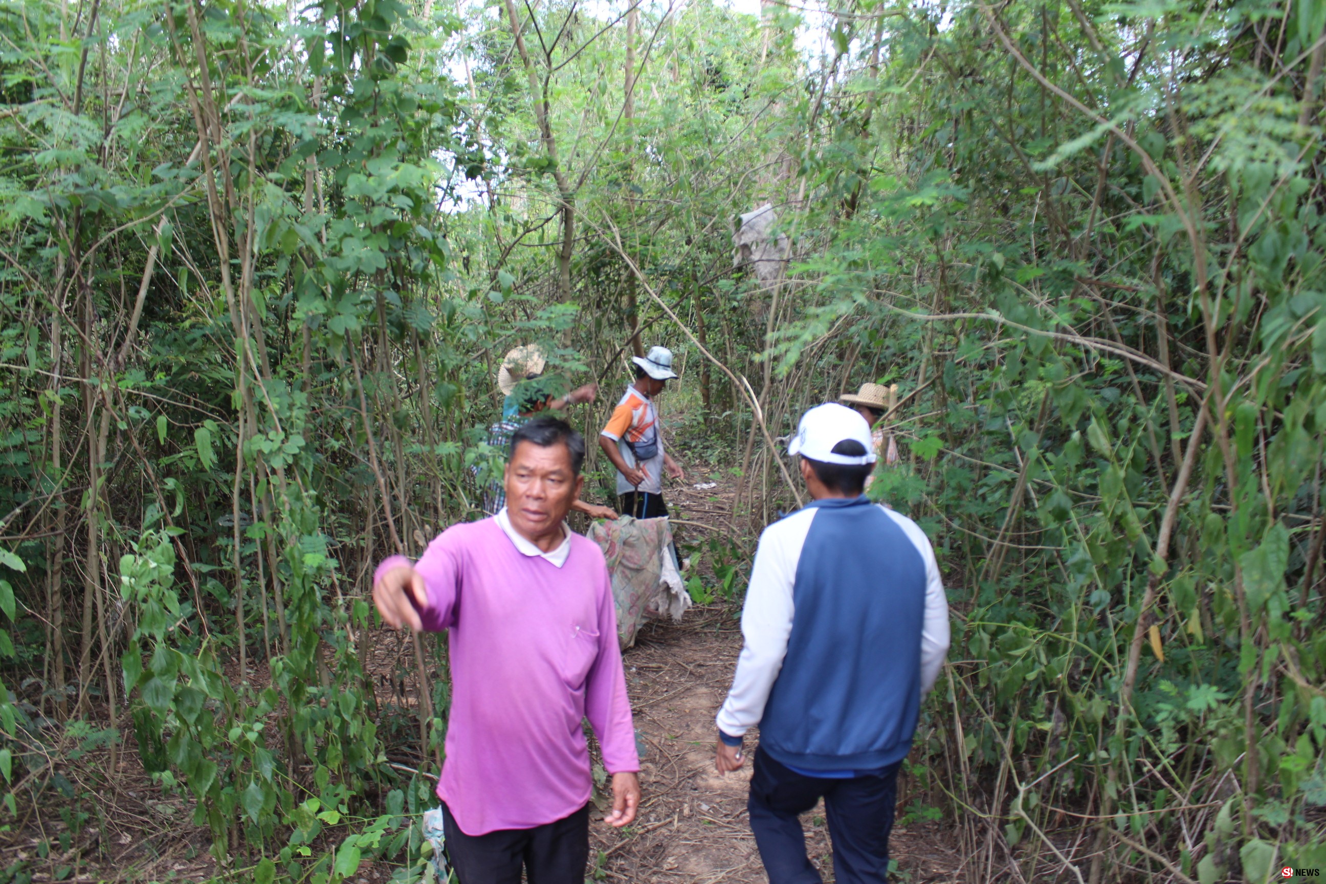 โคราช-โขลงช้างอุทยานแห่งชาติทับลาน และฝูงหมูป่า บุกทำลายไร่สวนชาวบ้านในพื้นที่ อ.เสิงสาง โคราช ได้รับความเสียหายจำนวนมาก