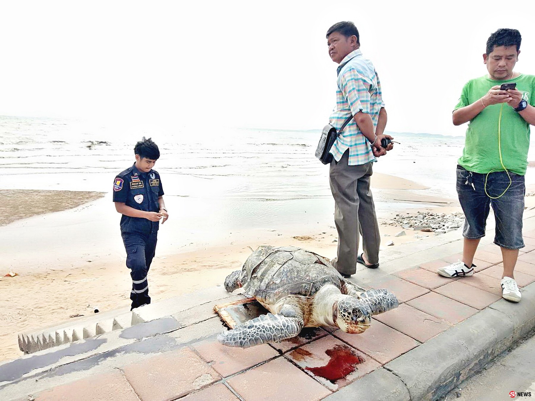 พบซากแม่เต่าตนุ ตาย เกยตื้นชายหาดนาจอมเทียน สัตหีบ