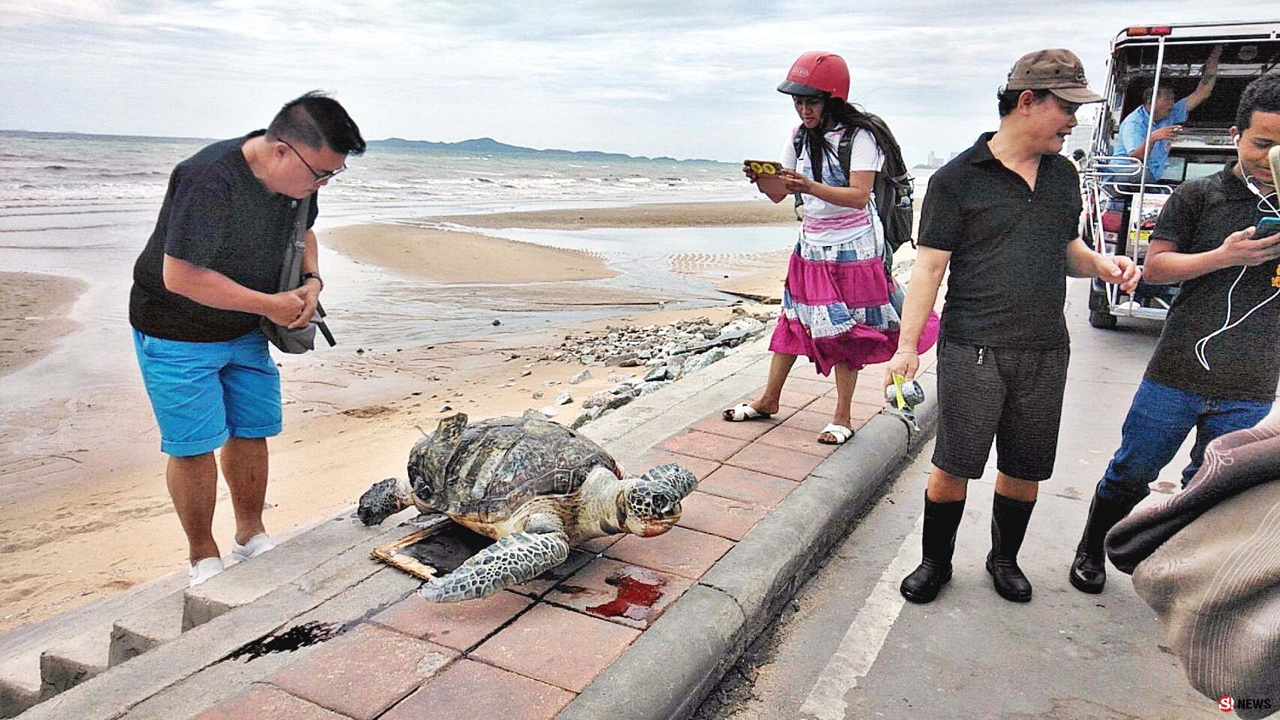 พบซากแม่เต่าตนุ ตาย เกยตื้นชายหาดนาจอมเทียน สัตหีบ