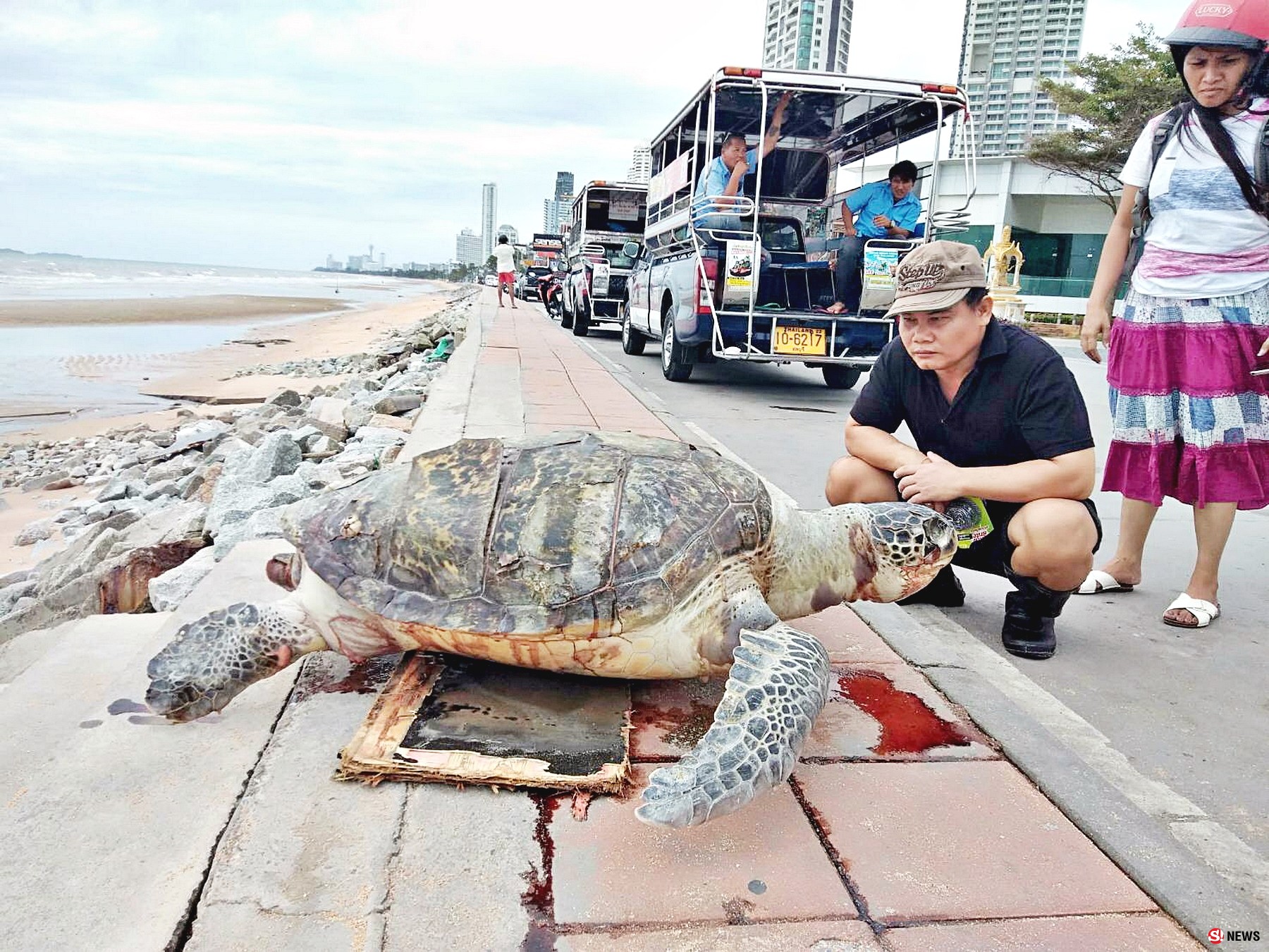 พบซากแม่เต่าตนุ ตาย เกยตื้นชายหาดนาจอมเทียน สัตหีบ