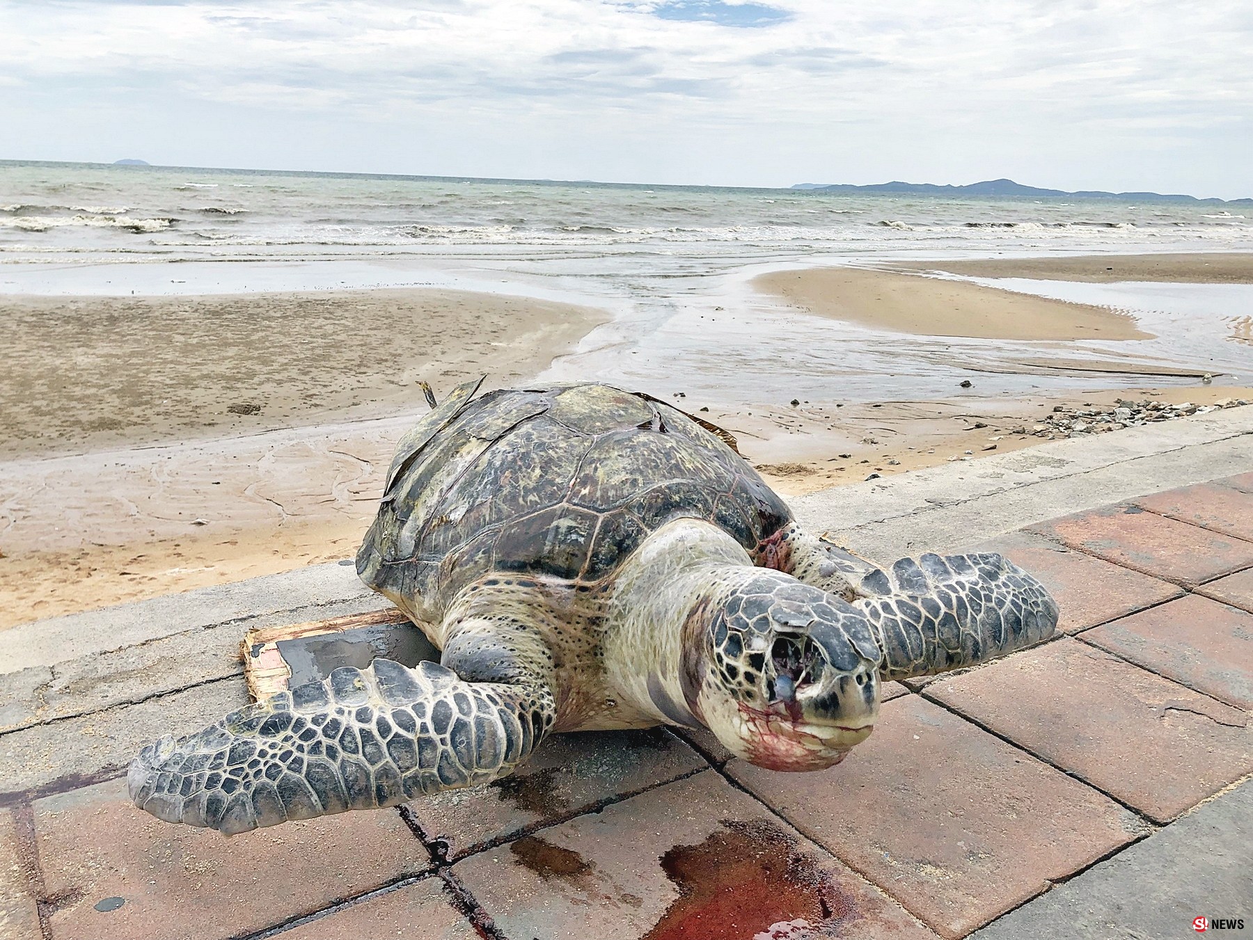 พบซากแม่เต่าตนุ ตาย เกยตื้นชายหาดนาจอมเทียน สัตหีบ