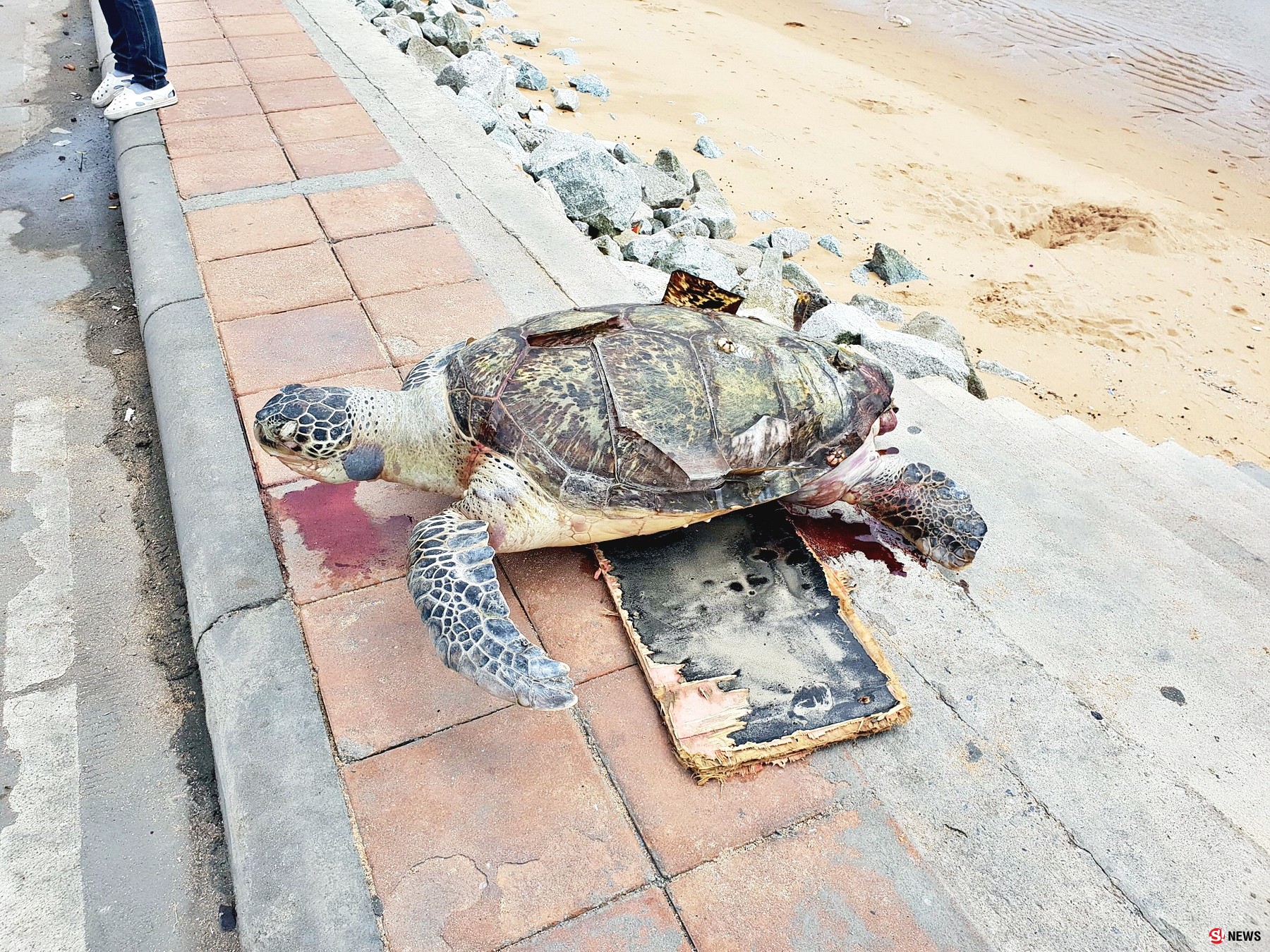 พบซากแม่เต่าตนุ ตาย เกยตื้นชายหาดนาจอมเทียน สัตหีบ