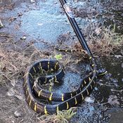 งูปล้องทองขนาดยาว 1.6 เมตรโผล่วันหวยออก หลังบ้านเจ้าของบ้านตกใจเร่งแจ้งกู้ภัยกู้ภัยย่านตาขาวจับปล่อยคืนสู่ธรรมชาติ