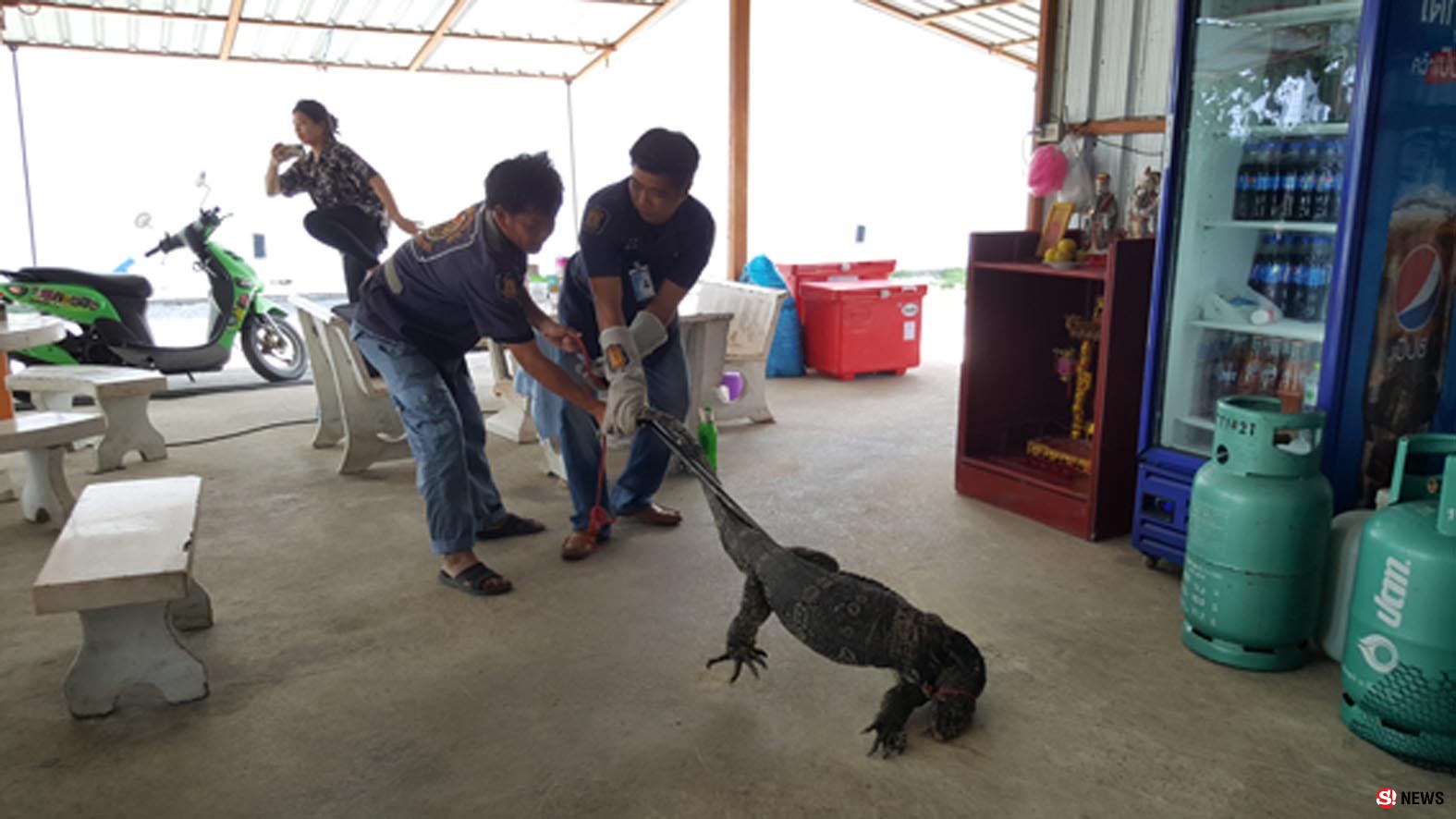 สุพรรณบุรี ตื่นตัวเงินตัวทองยาวกว่า 2 เมตรบุกร้านก๋วยเตี๋ยว