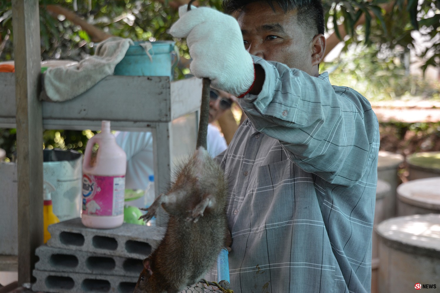 รายได้หลักแสน เกษตรกรสิงห์บุรีทำฟาร์มหนูนา ส่งออกไปขายต่างประเทศ