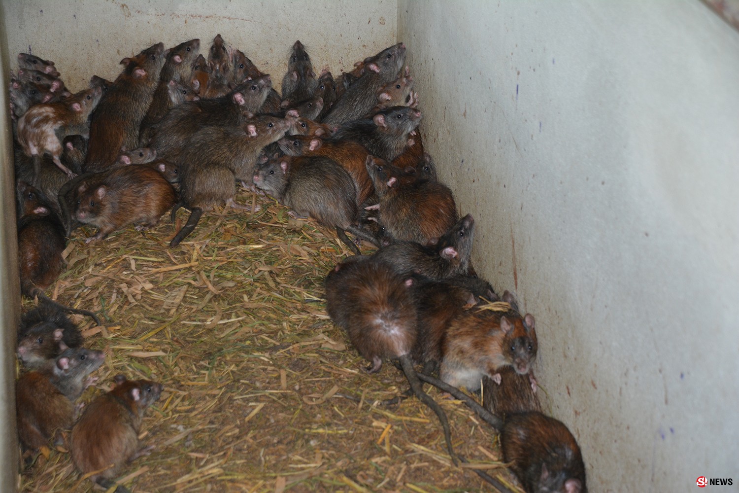 รายได้หลักแสน เกษตรกรสิงห์บุรีทำฟาร์มหนูนา ส่งออกไปขายต่างประเทศ