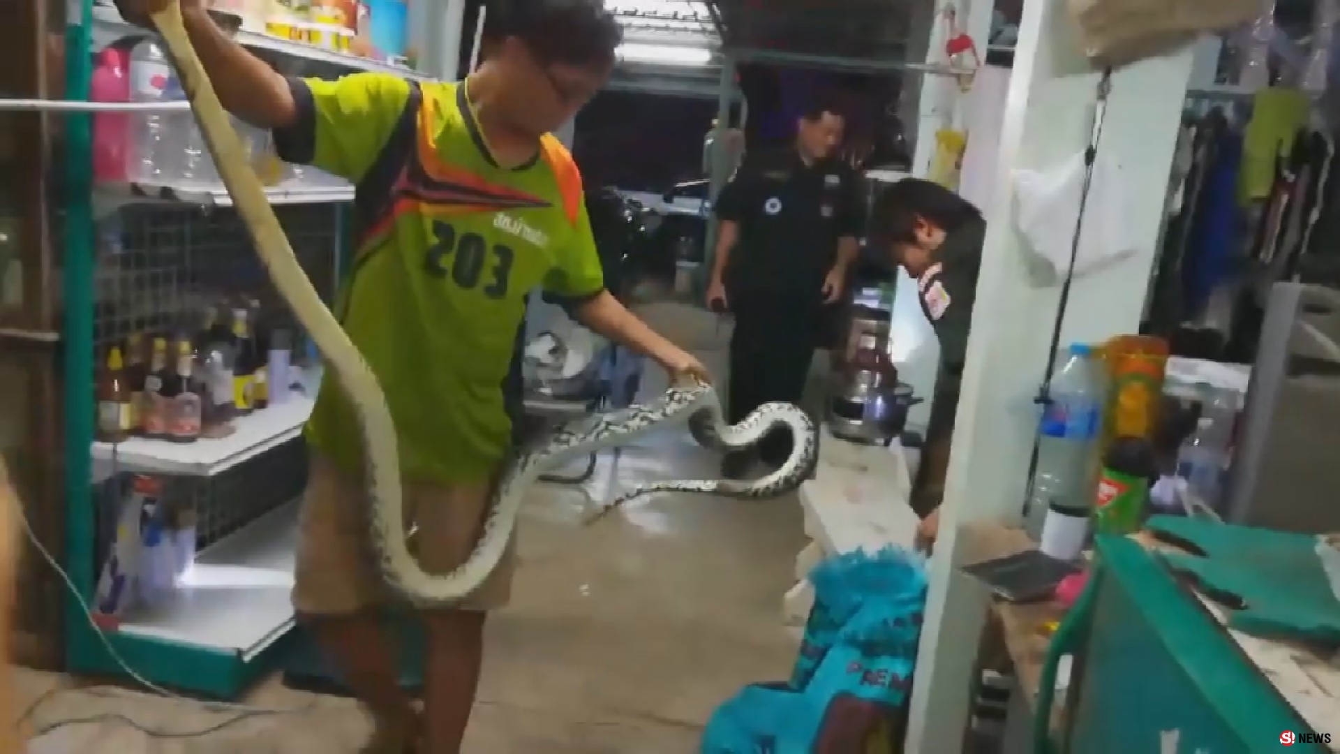 ไอ้เหลือมตัวเขื่องโผล่-เลื้อยไต่ต้นมะม่วงหวังเขมือบฝูงนก กู้ภัยสอยจับปล่อยป่าธรรมชาติ