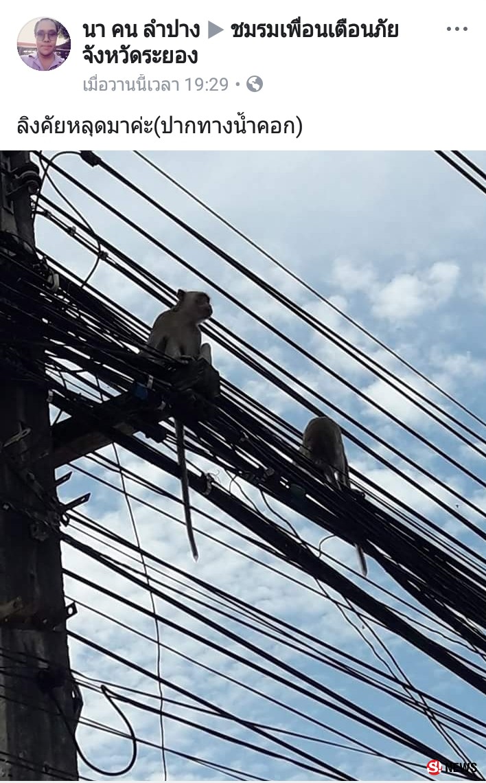 พิภพวานร-คนเมืองตื่นตัวเห็นลิง 2 ตัวโผล่บนสายไฟแรงสูง หวั่นกลัวถูกช็อตตาย