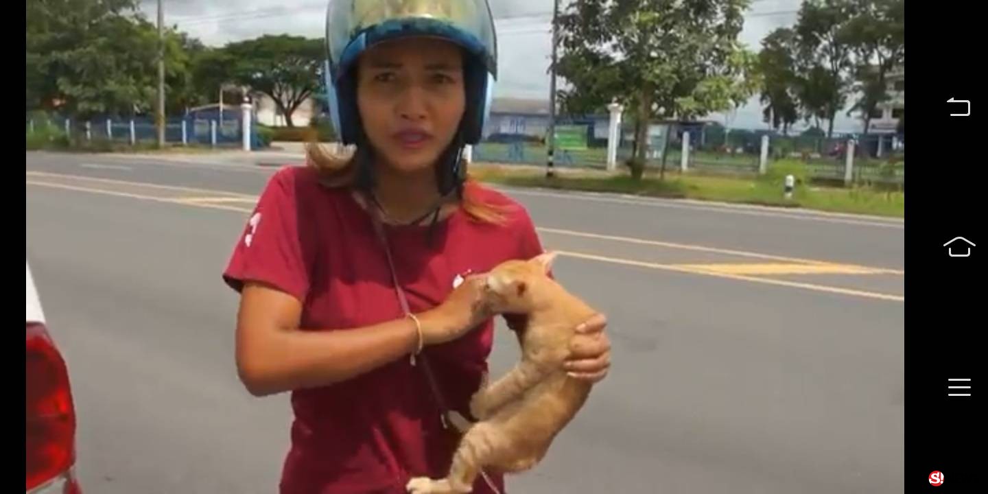 2 สาวงามโคราชช่วยลูกแมว 2 ตัวหมอบกลัวหวังข้ามถนน-รอดชีวิตหวิดถูกรถทับ