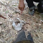 สุพรรณบุรี ชาวบ้านช็อกหาหน่อไม้เจอโครงกระดูกมนุษย์บนเขาใหญ่