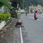 ลิงหลุดเดินกลางถนน! ชาวบ้านเข้าช่วย แต่ลิงกระโดดกัดหลบหนี กู้ภัยจับกันวุ่น