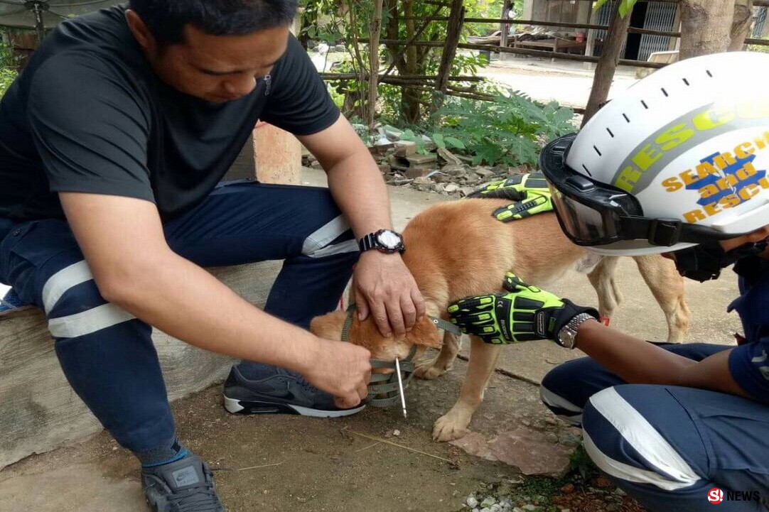 มนุษย์ใจเหี้ยม! ยิงลูกดอกเจาะกะโหลกสุนัข เจ้าตูบหนีตายวิ่งหาเจ้าของ