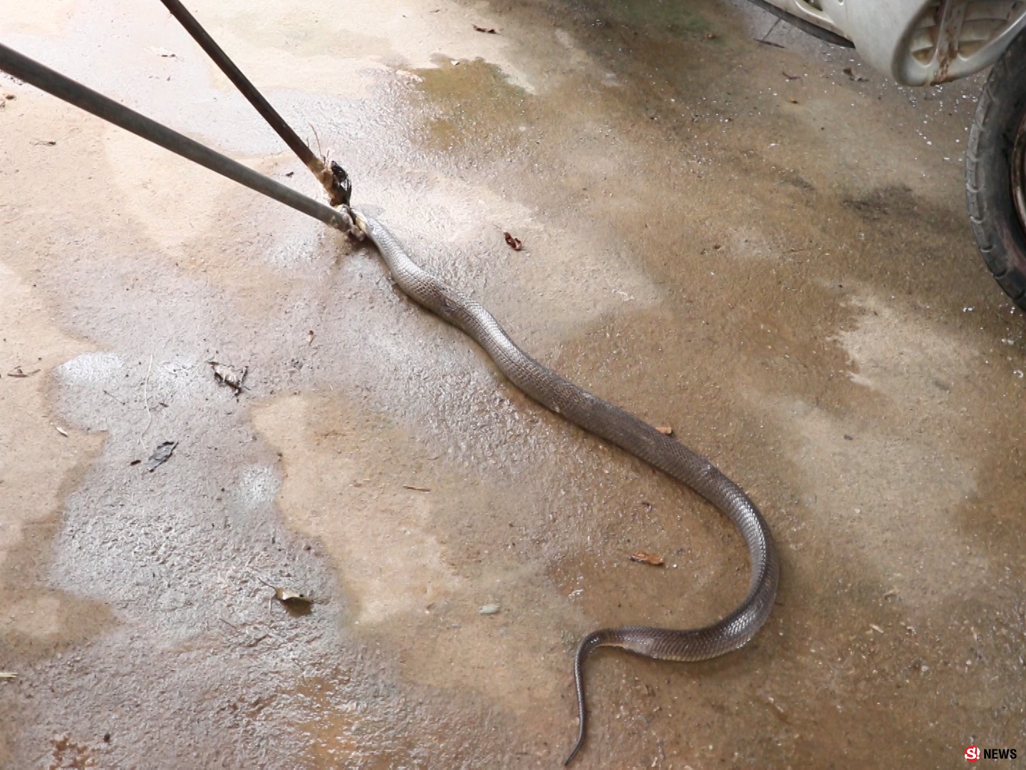 ตูบเห่าเตือนภัย-ก่อนเจ้าของบ้านผงะพบ “งูเห่าตัวเบ้ง” ซุกครัวโร่แจ้งกู้ภัยจับ