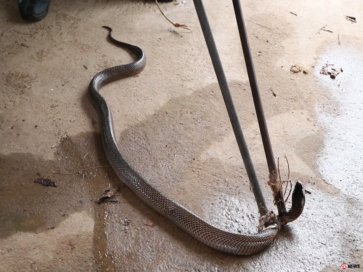 ตูบเห่าเตือนภัย-ก่อนเจ้าของบ้านผงะพบ “งูเห่าตัวเบ้ง” ซุกครัวโร่แจ้งกู้ภัยจับ