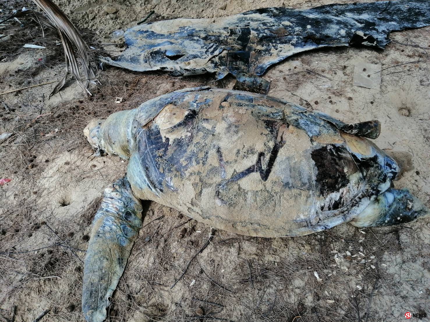 พบซากเต่าตนุตายเกยชายหาดแม่รำพึง จ.ระยอง เบื้องต้นผ่าพิสูจน์พบเชือกไนลอนอวนจับปลาในกระเพาะอาหาร คาดเป็นสาเหตุการตาย