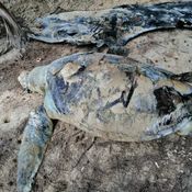 พบซากเต่าตนุตายเกยชายหาดแม่รำพึง จ.ระยอง เบื้องต้นผ่าพิสูจน์พบเชือกไนลอนอวนจับปลาในกระเพาะอาหาร คาดเป็นสาเหตุการตาย
