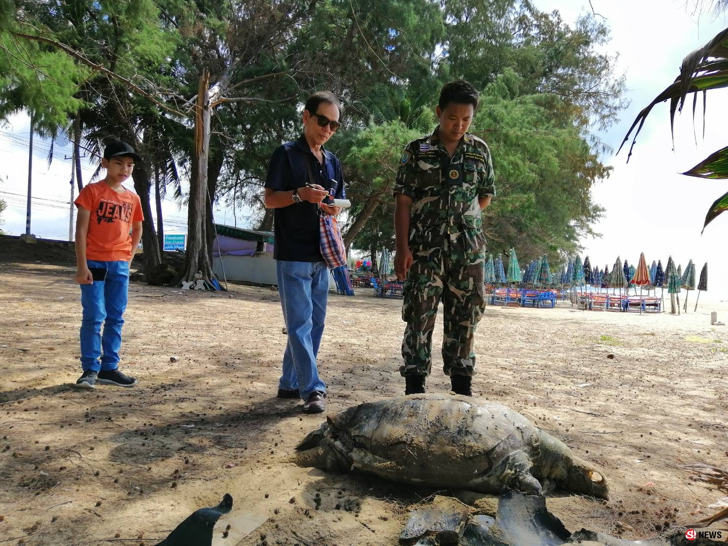 พบซากเต่าตนุตายเกยชายหาดแม่รำพึง จ.ระยอง เบื้องต้นผ่าพิสูจน์พบเชือกไนลอนอวนจับปลาในกระเพาะอาหาร คาดเป็นสาเหตุการตาย