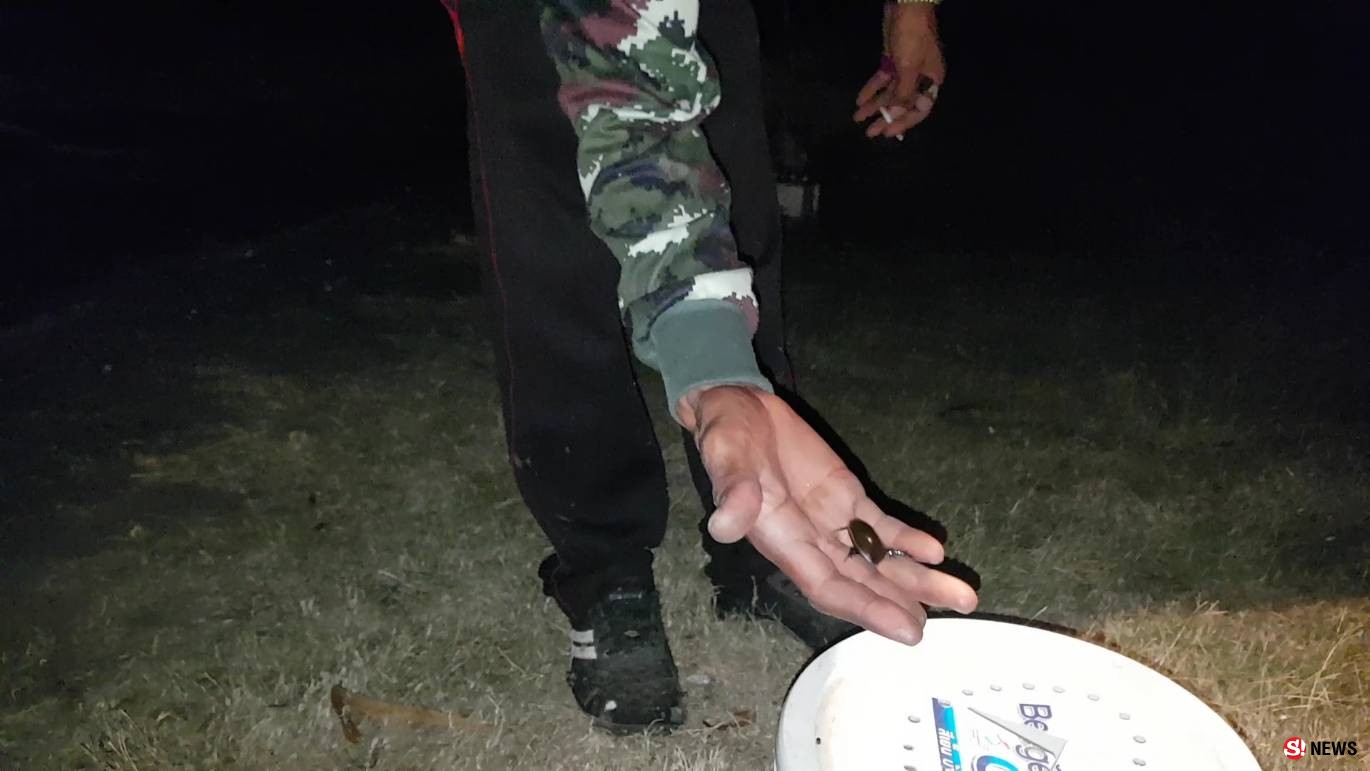 โคราช-ถึงฤดูล่าแมงดานา ชาวบ้านนำหลอดไฟแบล็คไลท์ลงทุ่ง ดักจับแมงดานาขายสร้างรายได้เสริมคึกคัก