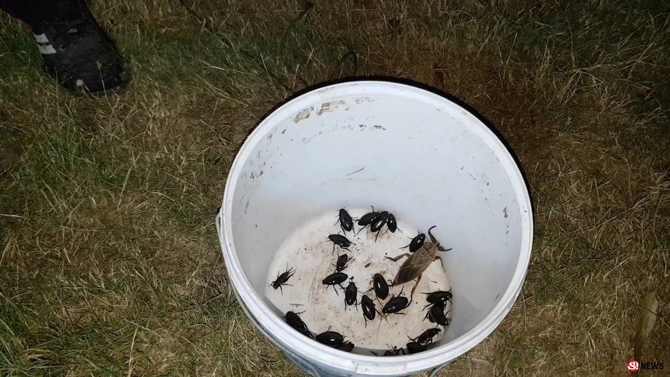 โคราช-ถึงฤดูล่าแมงดานา ชาวบ้านนำหลอดไฟแบล็คไลท์ลงทุ่ง ดักจับแมงดานาขายสร้างรายได้เสริมคึกคัก