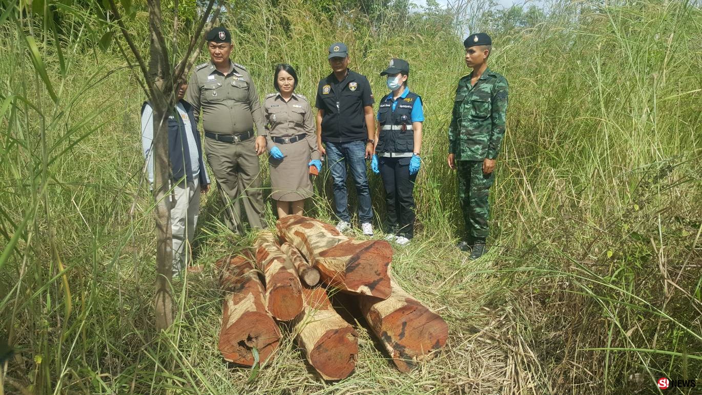 ตำรวจภาค 3 รวบแล้ว! แก๊งกร่างติดอาวุธครบมือลอบตัดไม้พะยูงวัด 