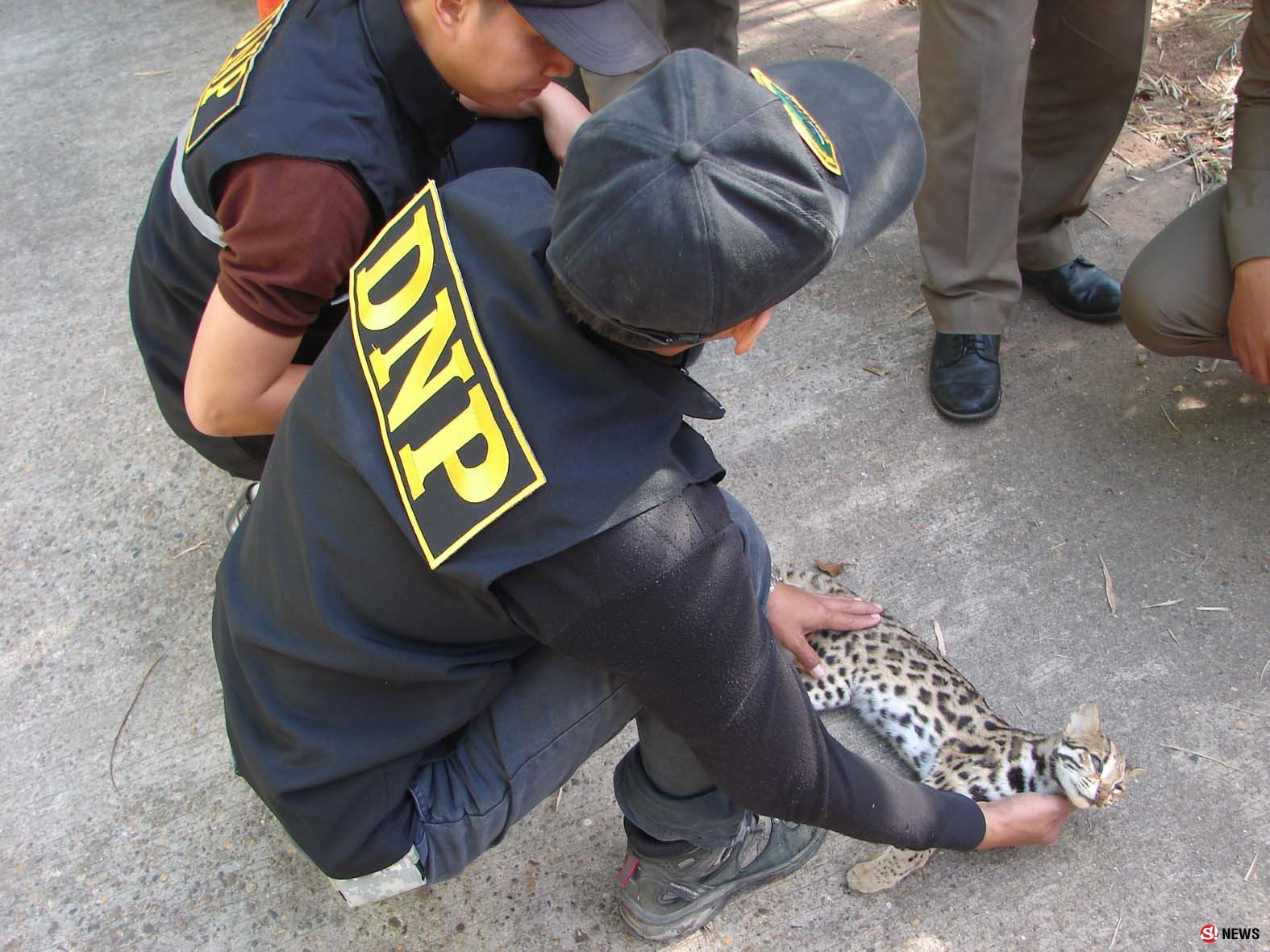 มุกดาหาร พบ แมวดาว สัตว์ป่าคุ้มครองออกหากินถูกรถชนจนเสียชีวิต