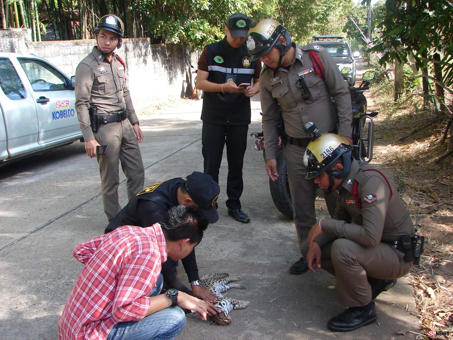 มุกดาหาร พบ แมวดาว สัตว์ป่าคุ้มครองออกหากินถูกรถชนจนเสียชีวิต