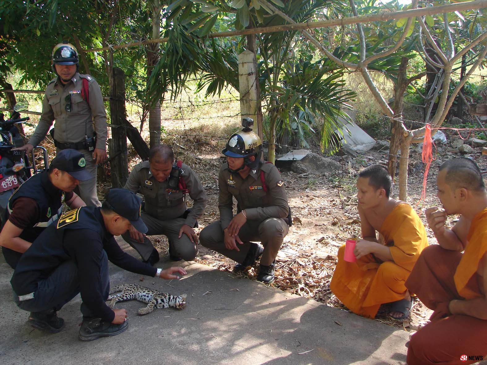 มุกดาหาร พบ แมวดาว สัตว์ป่าคุ้มครองออกหากินถูกรถชนจนเสียชีวิต