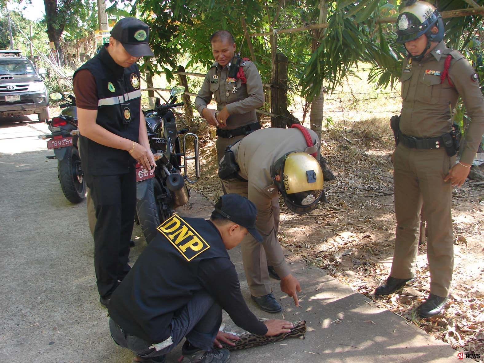 มุกดาหาร พบ แมวดาว สัตว์ป่าคุ้มครองออกหากินถูกรถชนจนเสียชีวิต