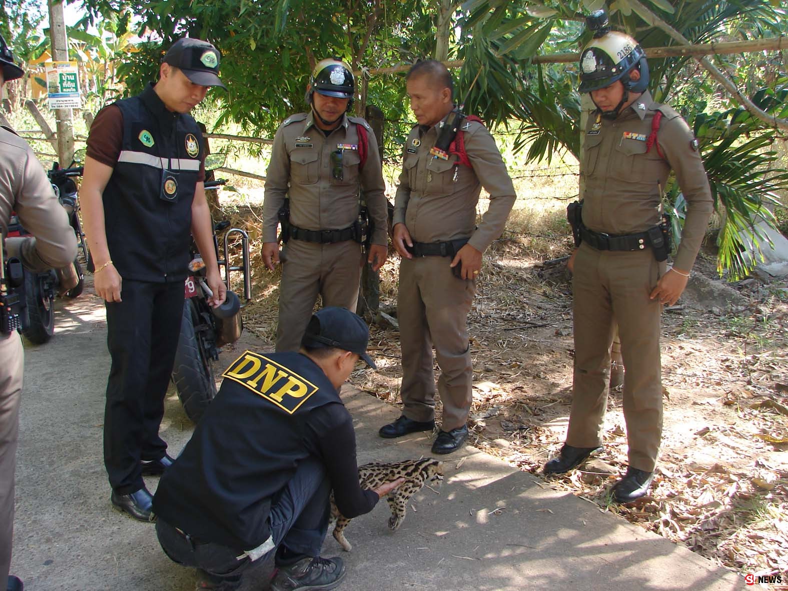 มุกดาหาร พบ แมวดาว สัตว์ป่าคุ้มครองออกหากินถูกรถชนจนเสียชีวิต