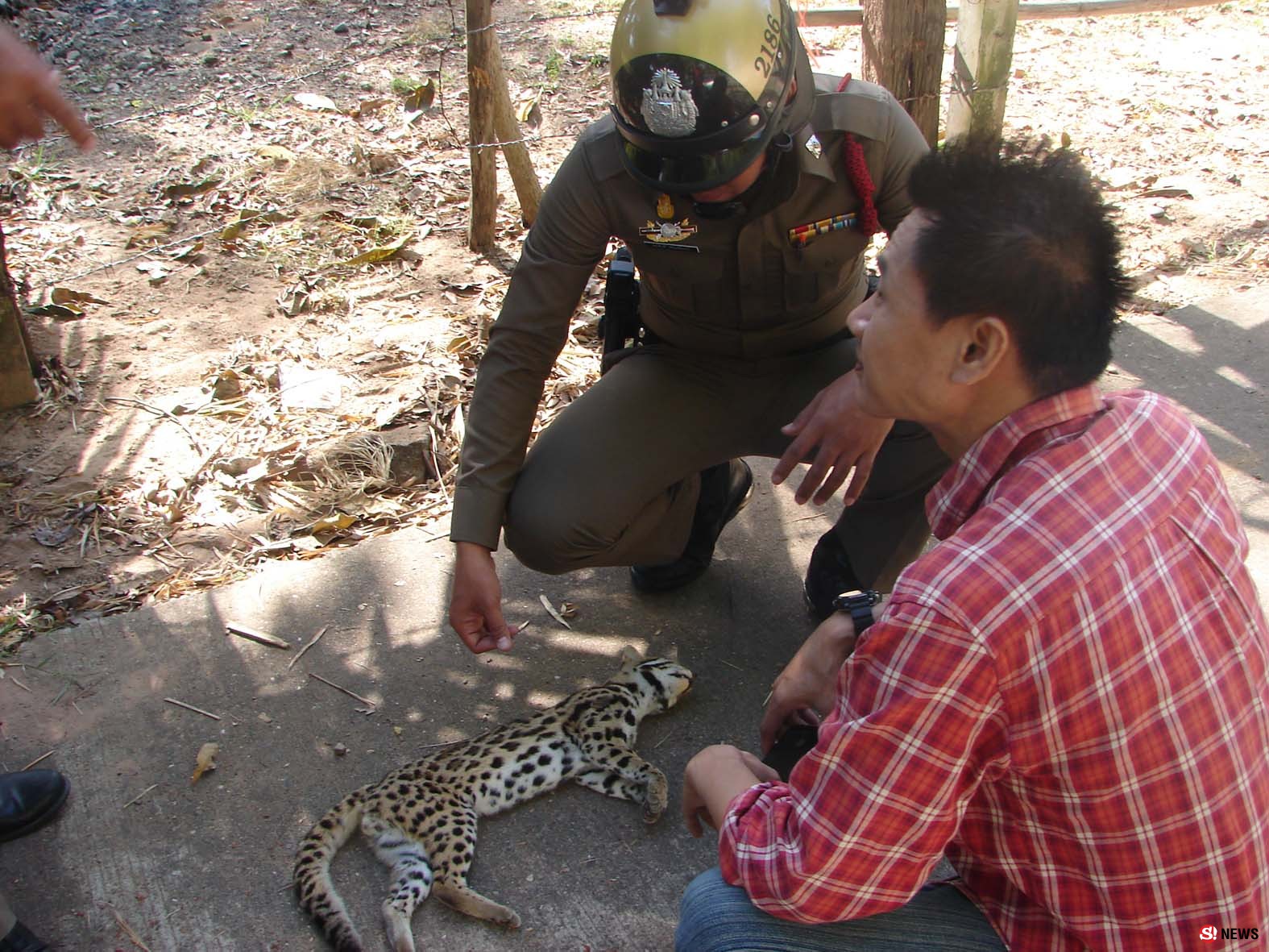 มุกดาหาร พบ แมวดาว สัตว์ป่าคุ้มครองออกหากินถูกรถชนจนเสียชีวิต