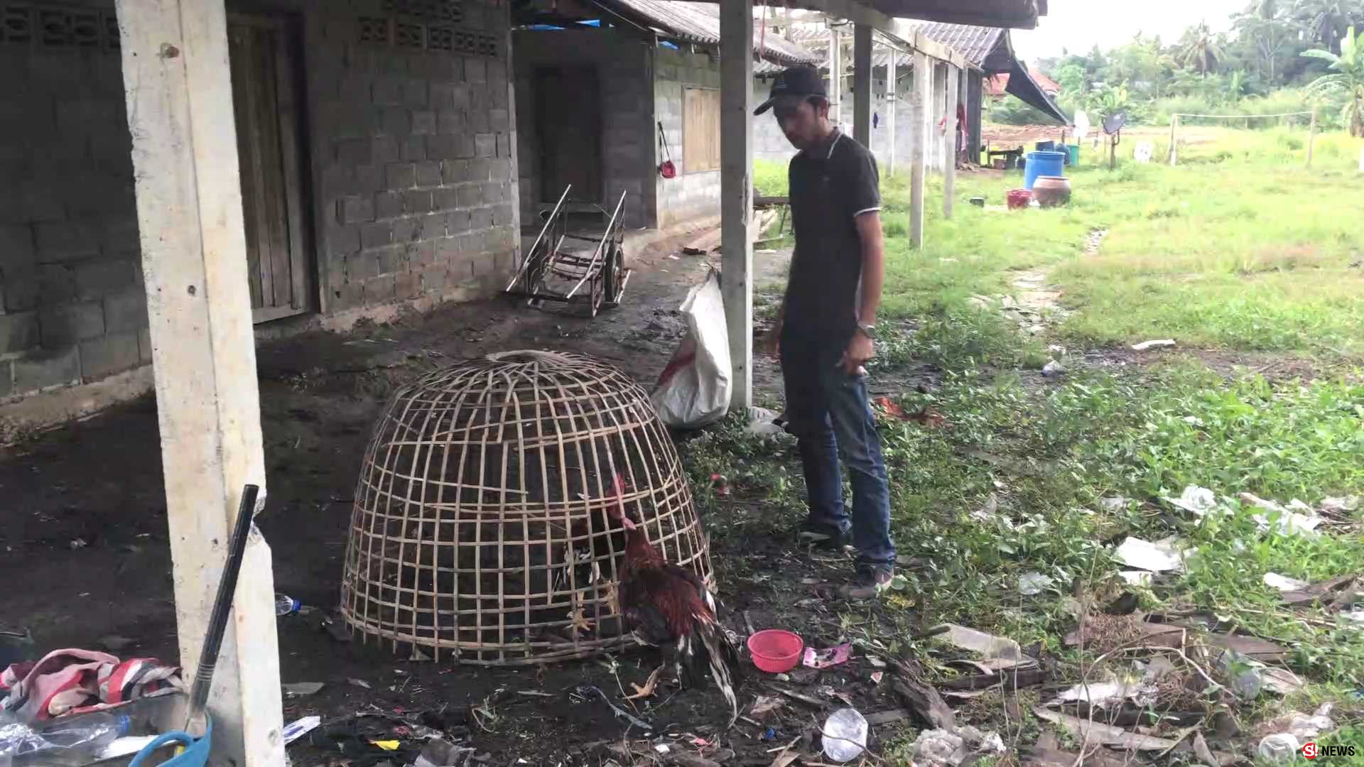 จับวืด-บ่อนไก่ชนเถื่อน ทหารบุกจับเจอแต่ไก่ไร้เงานักพนัน