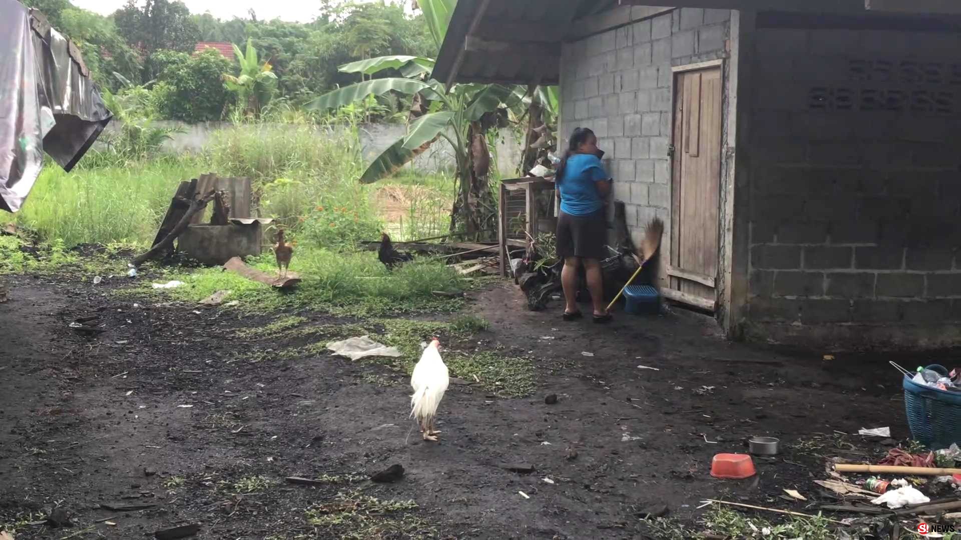 จับวืด-บ่อนไก่ชนเถื่อน ทหารบุกจับเจอแต่ไก่ไร้เงานักพนัน