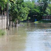 พัทลุง_191161_น้ำท่วมชาวบ้านล่องเรือเกี่ยวข้าว เกษตรกรน้ำรวงข้าวเน่าเสีย