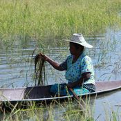 พัทลุง_191161_น้ำท่วมชาวบ้านล่องเรือเกี่ยวข้าว เกษตรกรน้ำรวงข้าวเน่าเสีย