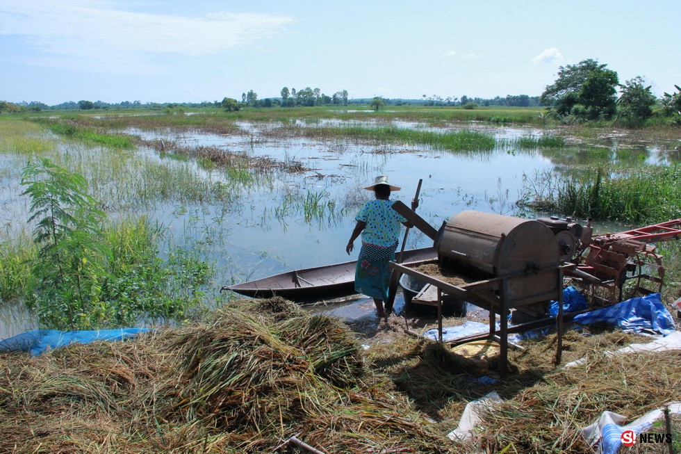 พัทลุง_191161_น้ำท่วมชาวบ้านล่องเรือเกี่ยวข้าว เกษตรกรน้ำรวงข้าวเน่าเสีย