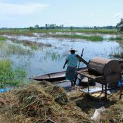 พัทลุง_191161_น้ำท่วมชาวบ้านล่องเรือเกี่ยวข้าว เกษตรกรน้ำรวงข้าวเน่าเสีย