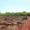 โคราช-ชาวบ้านหนองบุญมาก สุดซ้ำถูกกลุ่มคนร้ายบุกขโมยถอนมันสำปะหลังหายหลายตัน