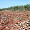 โคราช-ชาวบ้านหนองบุญมาก สุดซ้ำถูกกลุ่มคนร้ายบุกขโมยถอนมันสำปะหลังหายหลายตัน