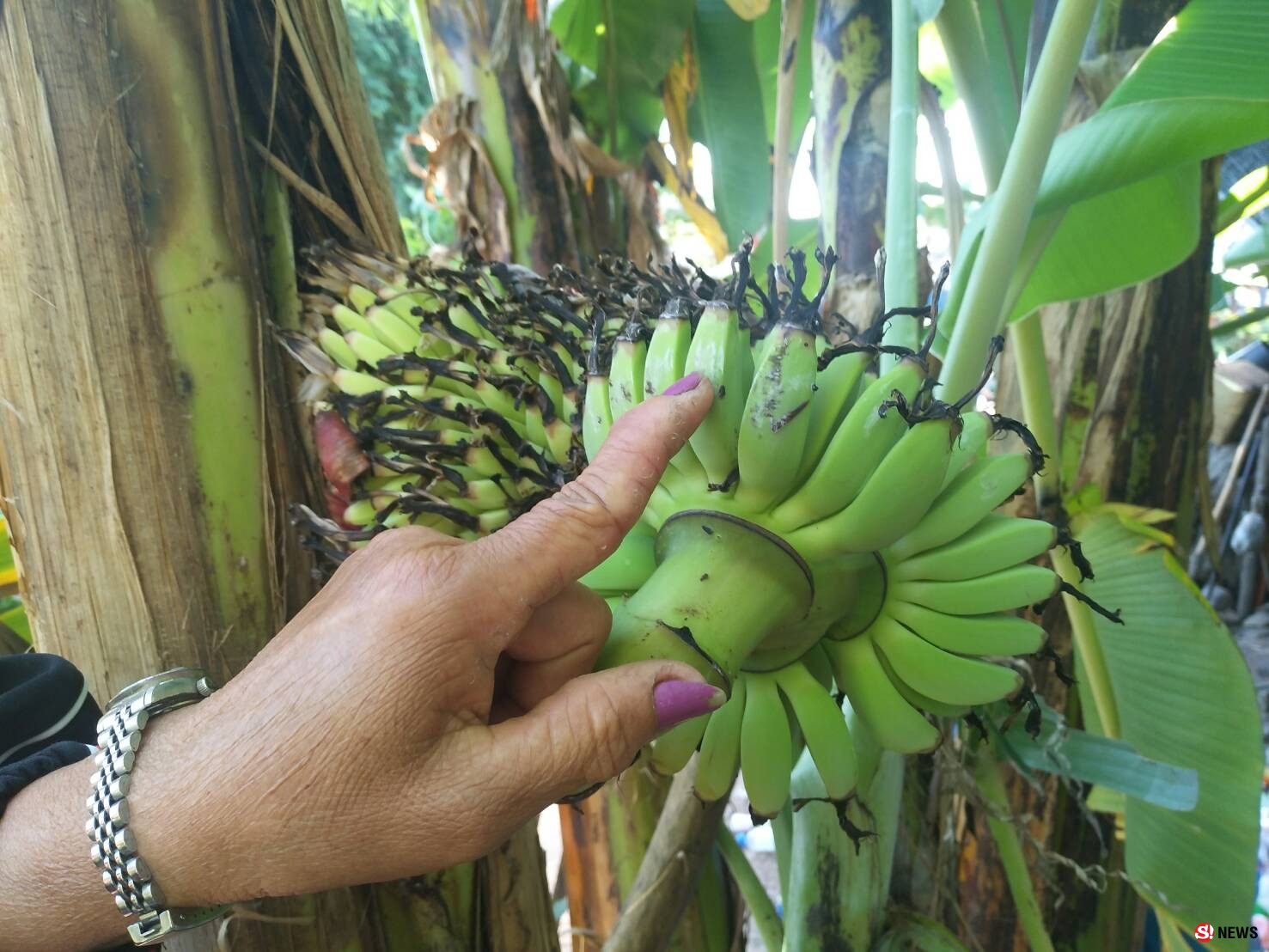 โคราช-ฮือฮา...ต้นกล้วยประหลาดออกปลีกลางลำต้น ปลายปลีมุดเข้าต้นคืน ชาวบ้านเชื่อมาให้โชคใกล้วันหวยออก