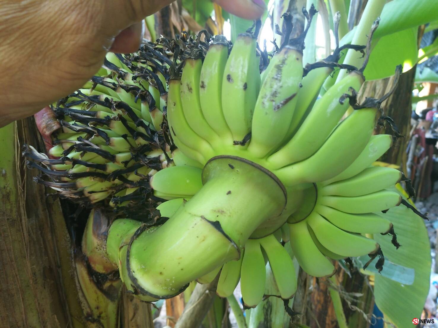 โคราช-ฮือฮา...ต้นกล้วยประหลาดออกปลีกลางลำต้น ปลายปลีมุดเข้าต้นคืน ชาวบ้านเชื่อมาให้โชคใกล้วันหวยออก