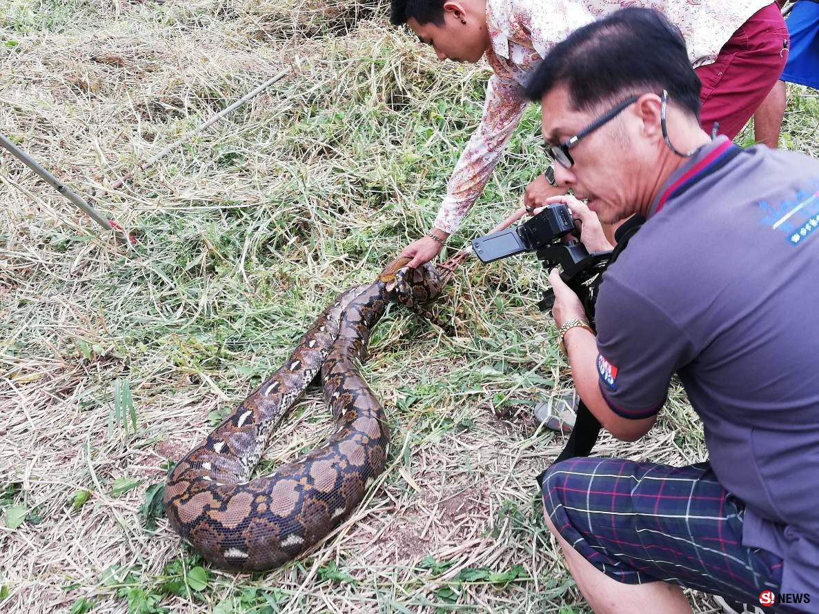 ชาวบ้านผงะ! โร่แจ้งกู้ภัยจับ “งูเหลือมท้องป่อง” นอนกกไข่โพรงป่าหญ้า