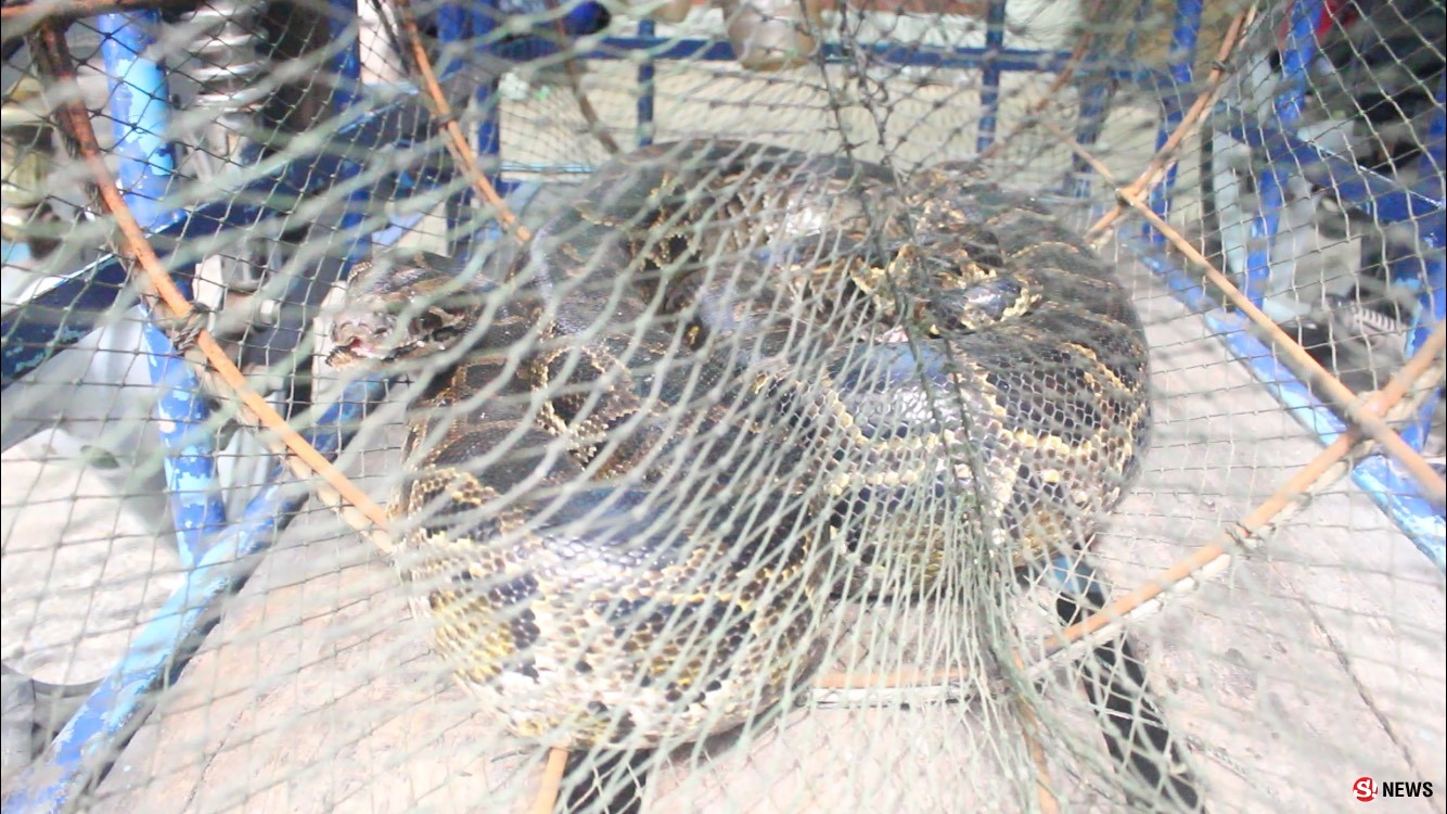 ลางร้าย-ชาวบ้านดักจับปลาผงะ! เจองูหลามยักษ์เพศเมียดุร้าย-ผู้เฒ่าขอขมานำปล่อยกลับธรรมชาติ