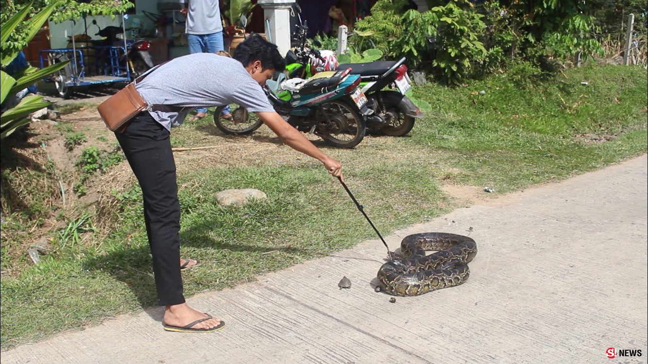 ลางร้าย-ชาวบ้านดักจับปลาผงะ! เจองูหลามยักษ์เพศเมียดุร้าย-ผู้เฒ่าขอขมานำปล่อยกลับธรรมชาติ