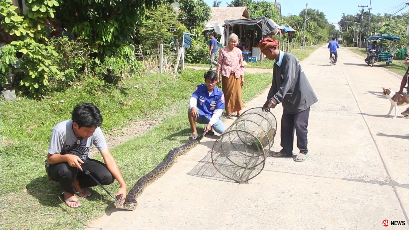 ลางร้าย-ชาวบ้านดักจับปลาผงะ! เจองูหลามยักษ์เพศเมียดุร้าย-ผู้เฒ่าขอขมานำปล่อยกลับธรรมชาติ