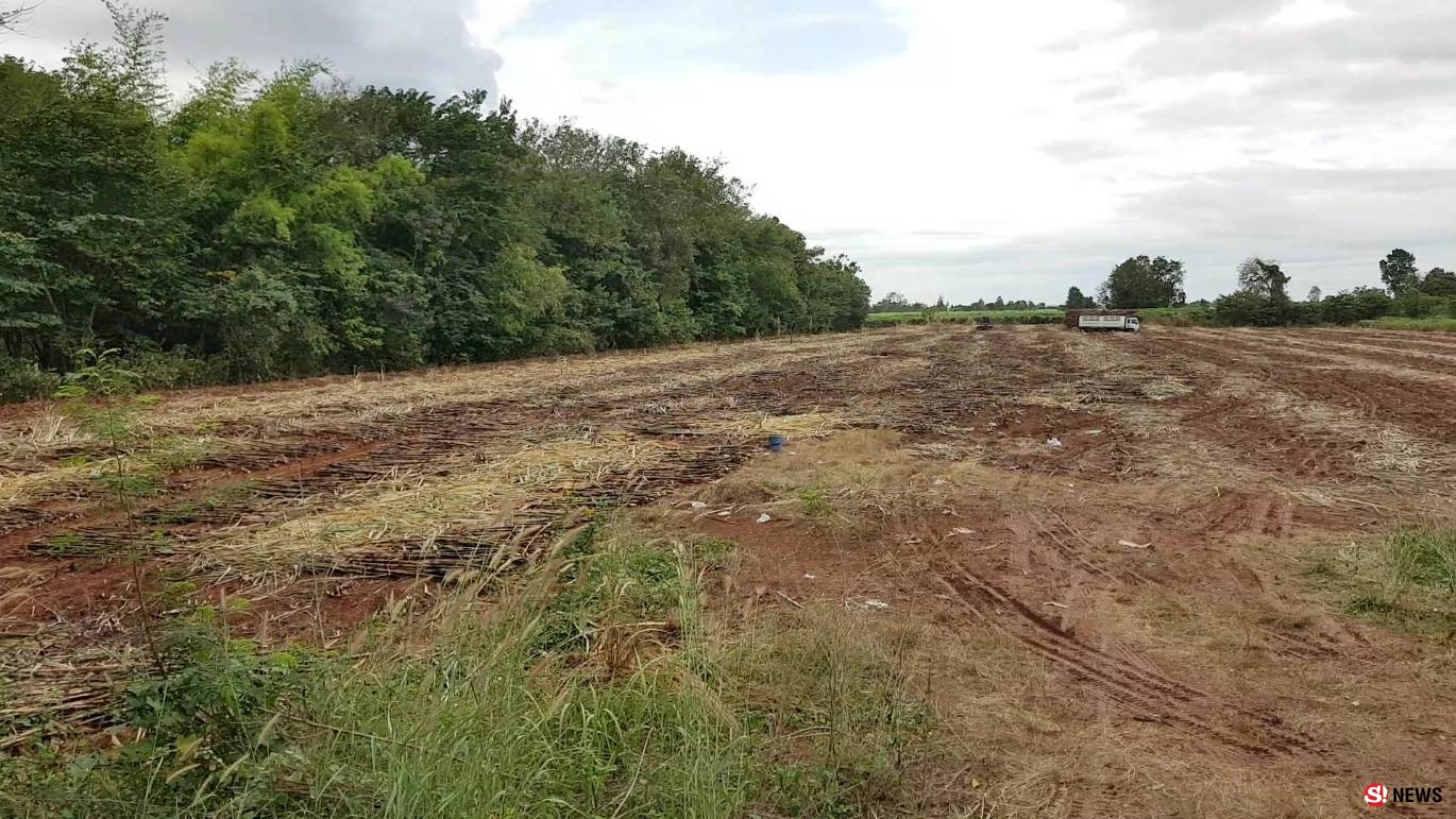 ฝนหลงฤดูกระหน่ำซ้ำเติมเกษตรกรชาวไร่อ้อยโดนหักปนเปื้อนดินซ้ำเติมความทุกข์จากราคาอ้อยตกต่ำแทบไม่พอค่าต้นทุน