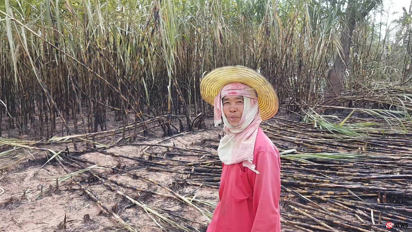 ฝนหลงฤดูกระหน่ำซ้ำเติมเกษตรกรชาวไร่อ้อยโดนหักปนเปื้อนดินซ้ำเติมความทุกข์จากราคาอ้อยตกต่ำแทบไม่พอค่าต้นทุน