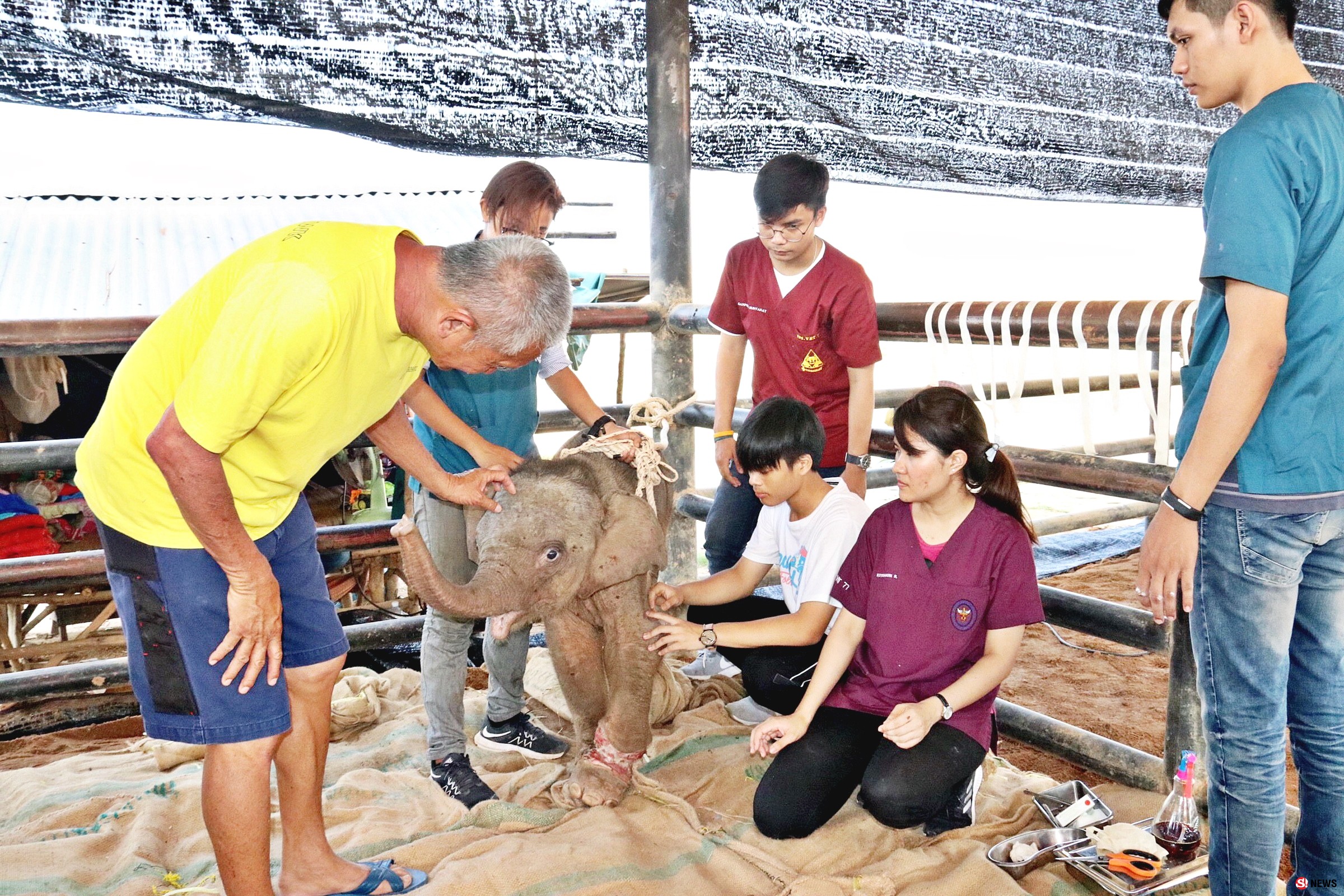 ระดมทุกความช่วยเหลือยื้อชีวิต “พังใบตอง” ลูกช้างป่าถูกบ่วงสลิงชาวบ้านรัดขาใกล้ขาด